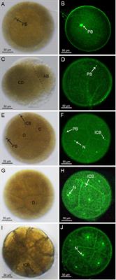 Observations on the embryonic development of the mud crab, Scylla paramamosain